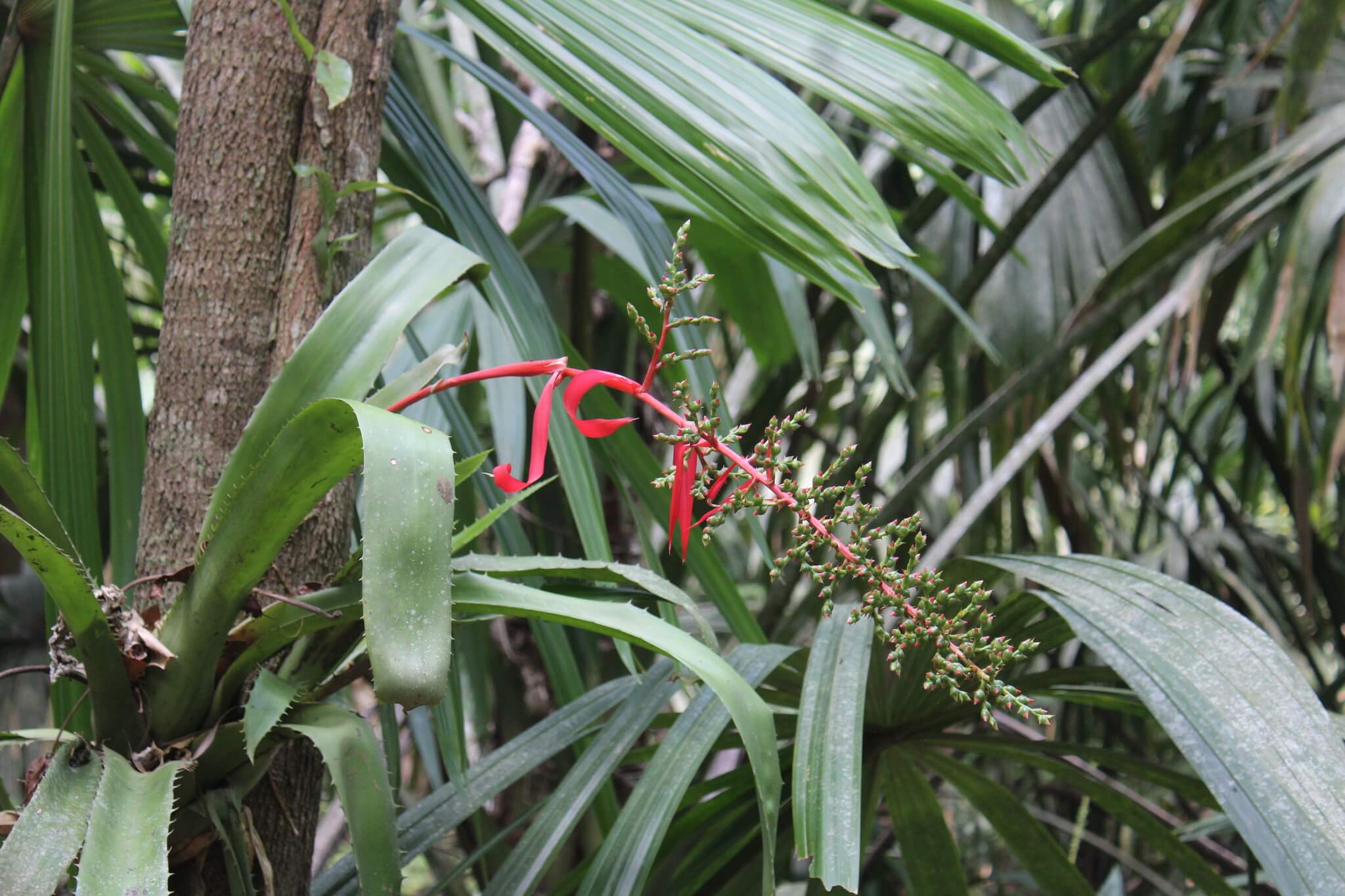 Aechmea bracteata